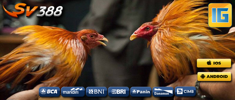 4 Cara Menang Sabung Ayam Online Paling Efektif